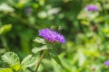 Close up of a bees flying to blooming Brazil button flower or Larkdaisy on blurred natural green background Royalty Free Stock Photo