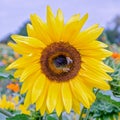 Close up on bees gathering nectar on a sunflower