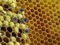 Close up of a bees hatching from a honeycomb with copy space Royalty Free Stock Photo