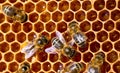 Close-up of bees in a hive on honeycomb with nectar in cells. Royalty Free Stock Photo