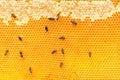 Close up of bees on honeycomb in apiary