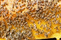 Close up of bees on honeycomb in apiary