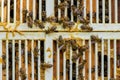 Close up of bees on honeycomb in apiary and a queen excluder grille