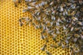 Close up of bees on honeycomb in beehive, selective focus Royalty Free Stock Photo