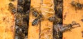 Close up of bees on honeycomb in beehive, selective focus Royalty Free Stock Photo