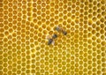 Close up of bees on honeycomb in beehive, selective focus Royalty Free Stock Photo