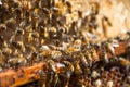 Close up of bees on honeycomb in beehive, selective focus Royalty Free Stock Photo