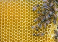 Close up of bees on honeycomb in beehive, selective focus Royalty Free Stock Photo