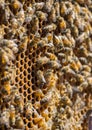 Close up of bees on honeycomb in beehive, selective focus Royalty Free Stock Photo