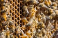 Close up of bees on honeycomb in beehive, selective focus Royalty Free Stock Photo