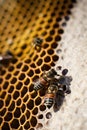 Close up of bees on honeycomb created using generative ai technology Royalty Free Stock Photo