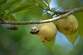 Bees on Nutmeg Tree in Banda Islands Royalty Free Stock Photo