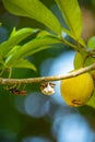 Bees on Nutmeg Tree in Banda Islands, Maluku Royalty Free Stock Photo