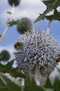 Dandelion with bugs on it.