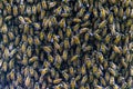 Close up bees swarming on a honeycomb for background. Royalty Free Stock Photo