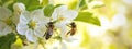 Close up of bees on white apple blossoms, natural macro spring background