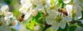 Close up of bees on white apple blossoms, natural macro spring background