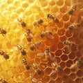 Close up of bees working on honeycombs, diligent and focused Royalty Free Stock Photo