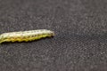 Beet armyworm on black background Royalty Free Stock Photo