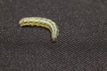 Beet armyworm on black background Royalty Free Stock Photo