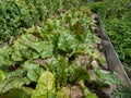 Beet (Beta vulgaris) plant seedlings growing in a vegetable bed with big, green and red veined leaves in the garden in