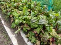 Beet (Beta vulgaris) plant seedlings growing in a vegetable bed with big, green and red veined leaves in the garden in
