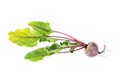 close up of beet root vegetable with green leaves on white background. Royalty Free Stock Photo