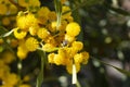 Close-up beetle on a blooming mimosa branch, Acacia pycnantha. Spring floral natural background concept. Copy space.