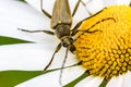Close-up of a beetle bug outdoors on a yellow flower with white petal. Royalty Free Stock Photo