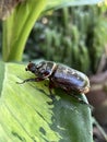 close up of the beetle chafer on leaf Royalty Free Stock Photo