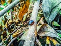 Close up of a beetle Chrysolina Rossia upon a dried leaves on a branch. Royalty Free Stock Photo