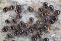 Close up of Beetle Mites also known as oribatid mites. A group of arachnids under a stone