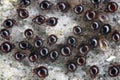 Close up of Beetle Mites also known as oribatid mites. A group of arachnids under a stone