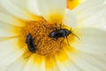 Close up of Beetles on a White-Yellow Daisy Flower during Spring Royalty Free Stock Photo