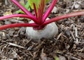Close-up of a beetroot growing in compost