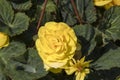 Close-up of Begonia plant. Yellow
