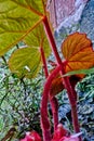 Begonia rex leaf Royalty Free Stock Photo