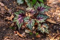 Close-up Begonia Rex plant leaves, beautifully patterned, moistened with water, planted in the soil in front of the house