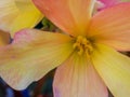 Close up of the begonia `Spring Fling Buttercup`