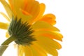 Close up behind of Yellow Gerber daisy flower isolated on white background. Royalty Free Stock Photo