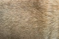 Close up of a beige dog texture fur, close up Royalty Free Stock Photo