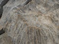 close up of beige limestone rock with shape and texture which looks like mountain ridge folding