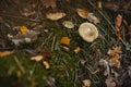 Close-up of a beige mushroom growing on the moss among fallen tree needles and fallen leaves