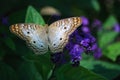 A close-up of a beige, orange and brown butterfly on a purple flower. Royalty Free Stock Photo