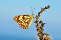 Belenois aurota , The pioneer white butterfly in blue background Royalty Free Stock Photo