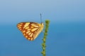 Belenois aurota , The pioneer white butterfly in blue background Royalty Free Stock Photo