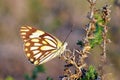 Belenois aurota , The pioneer white butterfly Royalty Free Stock Photo