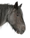 Close-up of Belgian horse