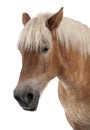 Close-up of Belgian horse, Close-up of Belgian Heavy Horse, Brabancon, a draft horse breed, 10 years old Royalty Free Stock Photo