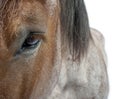 Close-up of Belgian horse, Close-up of Belgian Heavy Horse, Brabancon, a draft horse breed Royalty Free Stock Photo